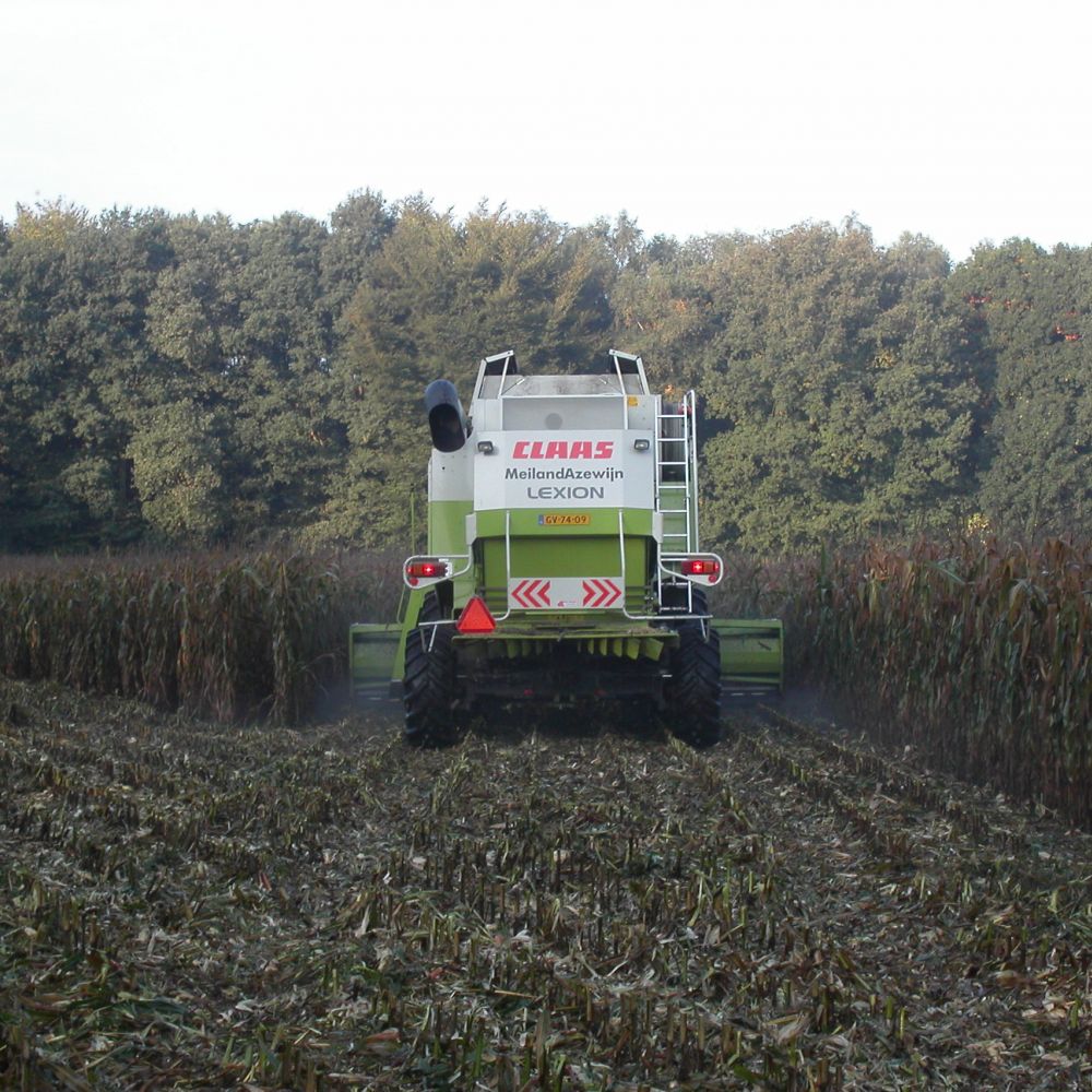 Mais dorsen